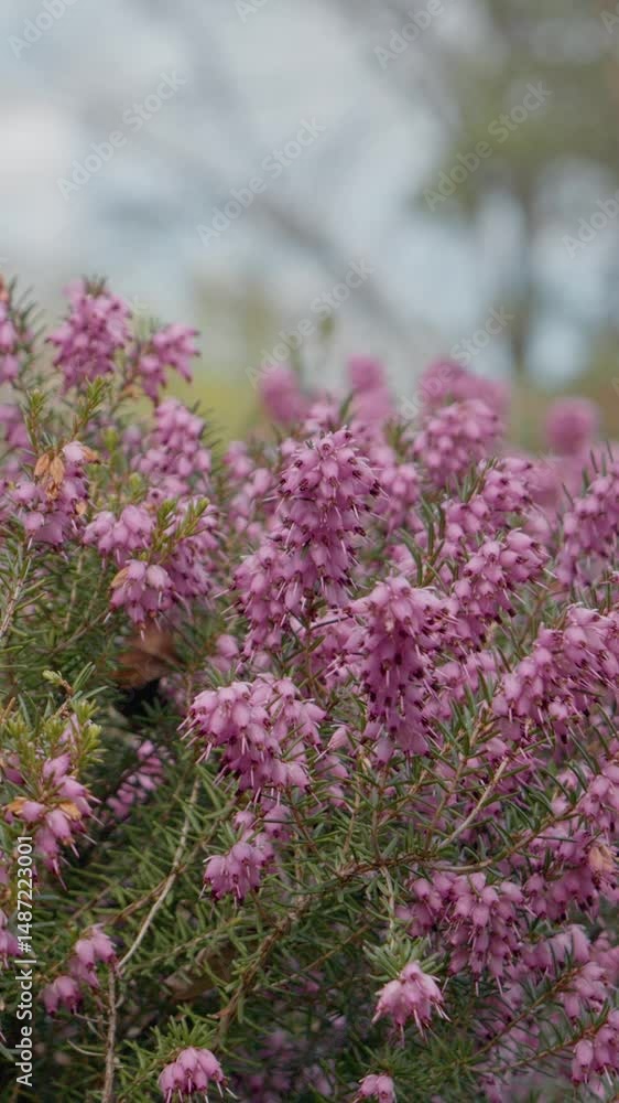 Vertical Screen: Colorful calluna vulgaris blooms create a lively display in a serene park. Enjoy the captivating sight of these flowering plants on a peaceful day outdoors. Vertical Screen: Colorful calluna vulgaris blooms create a lively display in a serene park. Enjoy the captivating sight of these flowering plants on a peaceful day outdoors.