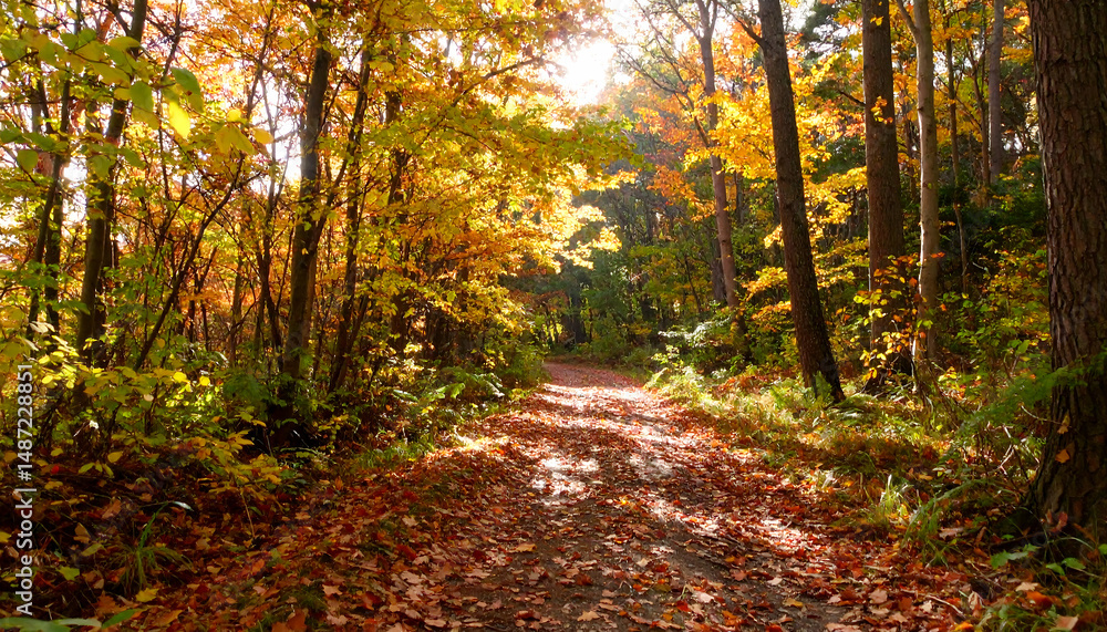 Fototapeta premium Autumn Forest Path, Sunlit Leaves - Nature photography