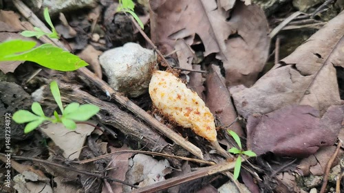 a group of ants are collecting food