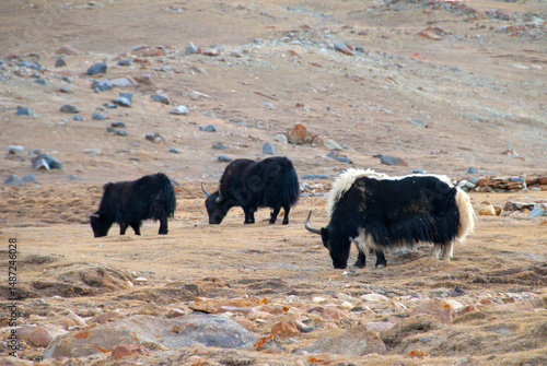 Foto Livestock on himalayas landscape, Ladakh, India.