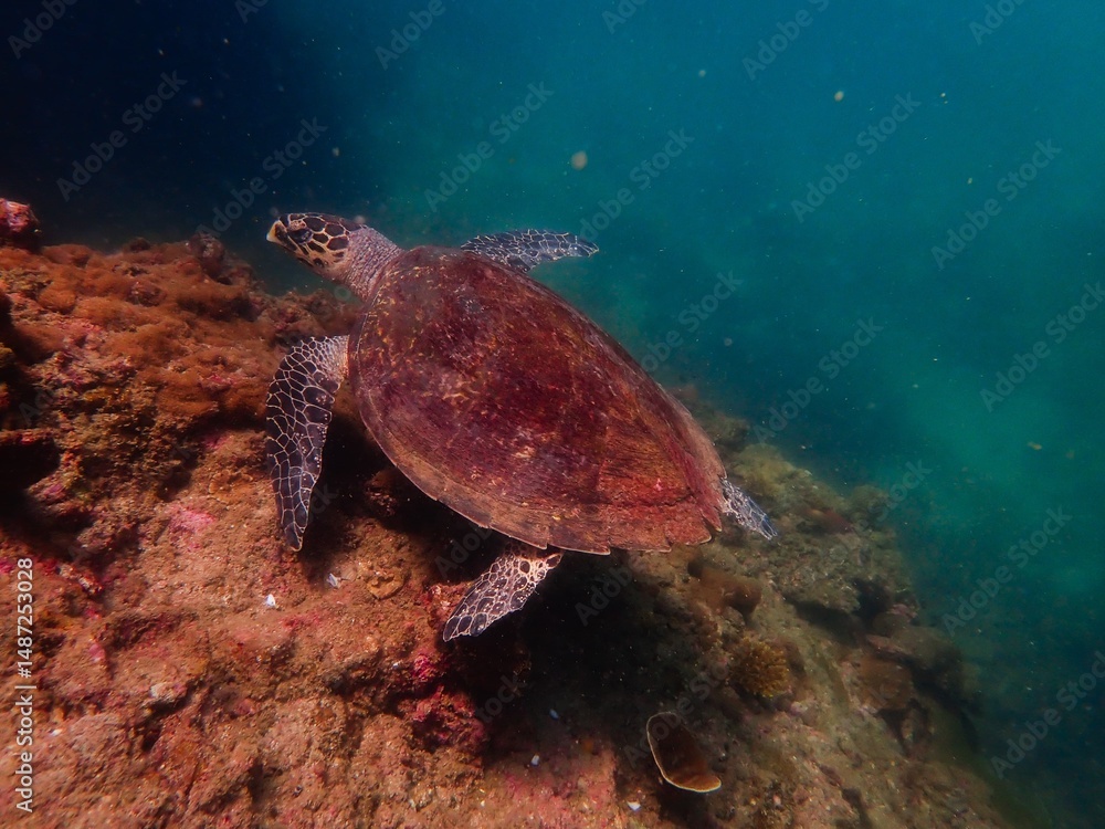 Obraz premium sea turtle swimming