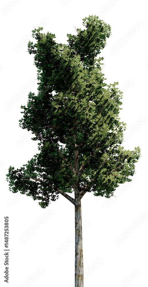Fototapeta premium Tree without background, Transparent background