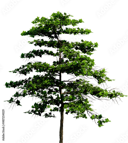 Tree without background, Transparent background