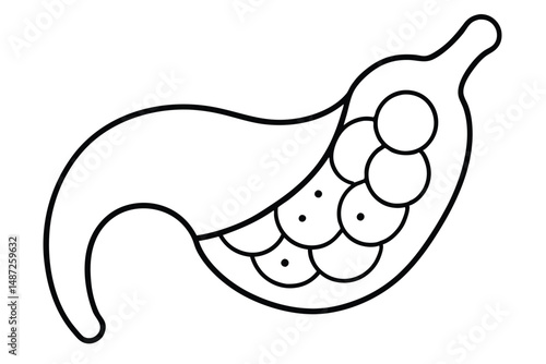 Gallbladder Organ System Line art