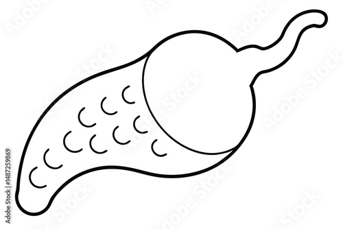 Gallbladder Pain Illustration Line art