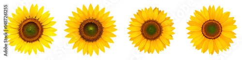Sunflowers: A vibrant composition showcasing several sunflowers in their full bloom, with their radiant yellow petals and distinctive dark centers, offering a captivating display of floral beauty.