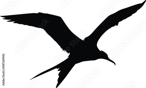 Silhouette shows frigatebird soaring with open wings against a stark white space