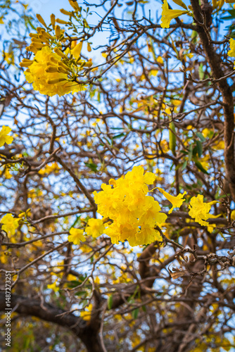 Beautiful blooming Yellow Golden Tabebuia Chrysotricha flowers of the Yellow Trumpet that are blooming with the park in spring day in the garden and sunset sky background in Thailand.