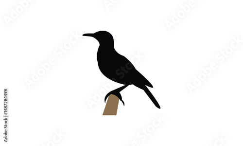 Agulhas long billed lark bird Silhouette Design  And Vector Illustration. 