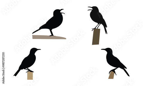 Agulhas long billed lark bird Silhouette Design  And Vector Illustration. 