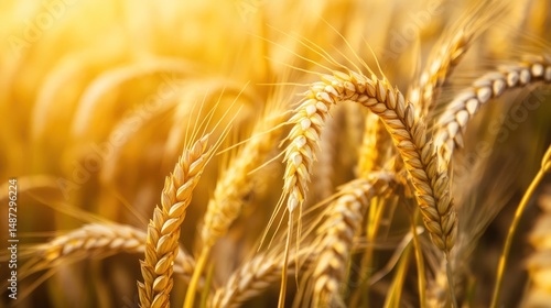 Golden Wheat Field at Sunset: A Harvest Symphony