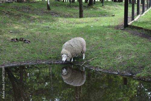 sheep in a field