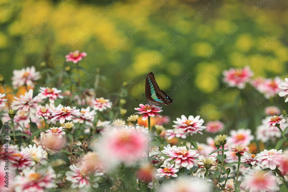 Fototapeta premium beautiful butterfly perching on the daisy flowers 