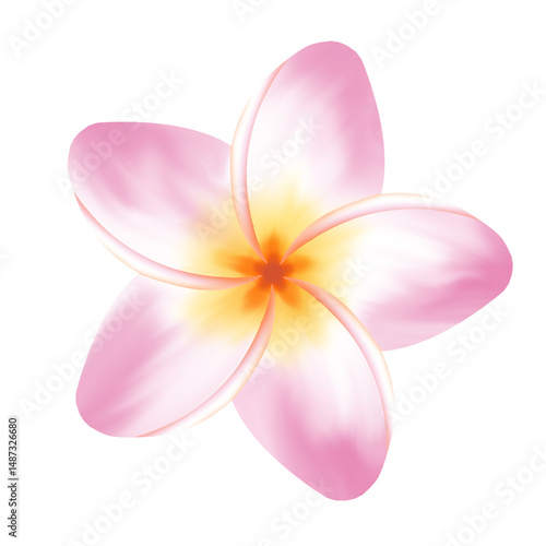 frangipani flower isolated