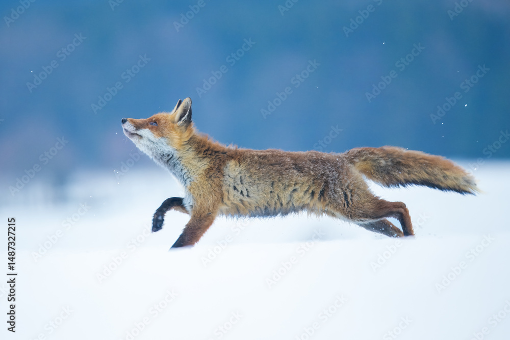 Obraz premium Red fox (Vulpes vulpes) with a bushy tail and orange fur coat isolated on white background running through the freshly fallen snow in winter in Czech reoublic.