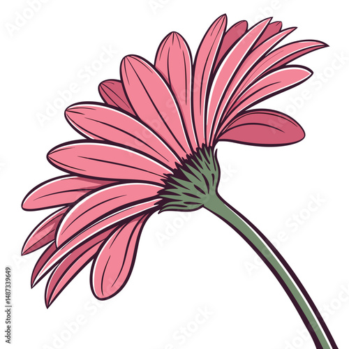 bright pink gerbera with crisp wide petals for flower vector  