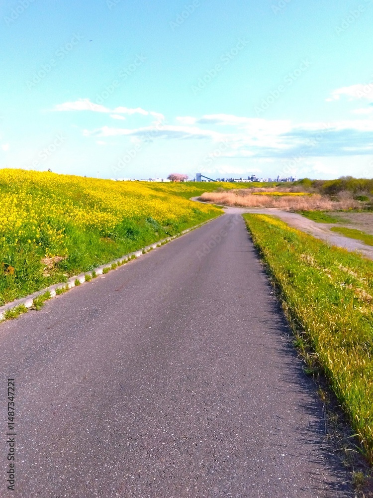 Naklejka premium 春の菜の花咲く江戸川土手と河川敷に下る坂道風景