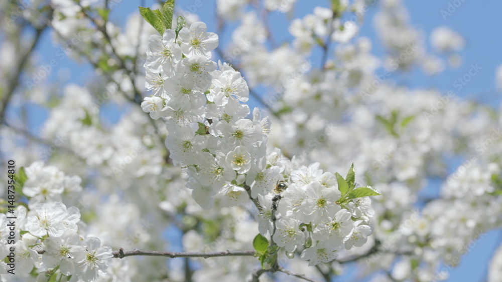 The Beautifully Blooming White Flowers Stand Out Vibrantly Against the Clear Blue Sky Above The Beautifully Blooming White Flowers Stand Out Vibrantly Against the Clear Blue Sky Above