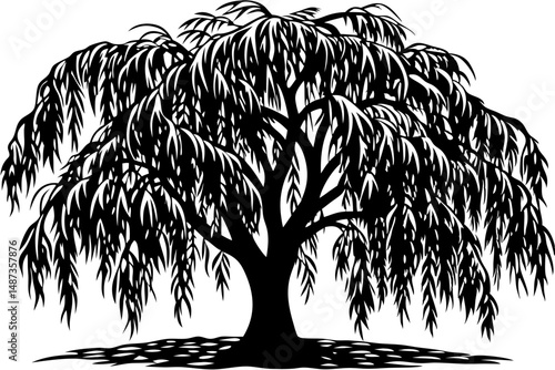 Silhouette of weeping willow tree side view transparent design, willow, tree, weeping, silhouette, side view, nature, plant, branch, foliage, black, vector, illustration, graphic, design, isolated