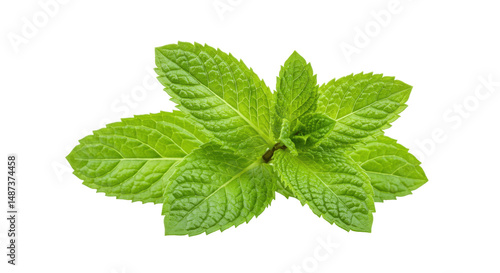 Close-up of Fresh Mint Leaves Isolated on Transparent PNG Background