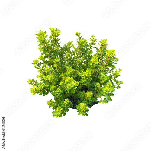 Lush Green Sedum Plant, Top View, Isolated on white background