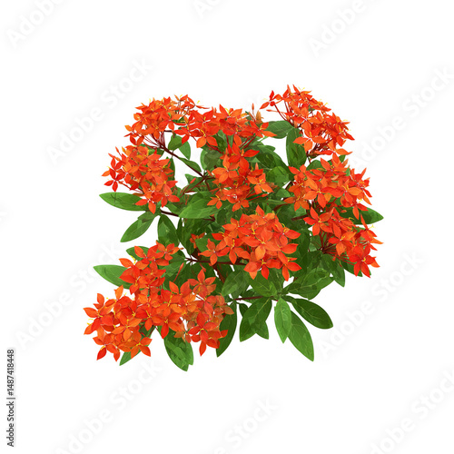 Vibrant Ixora Bush with Lush Orange Blooms Isolated on white background