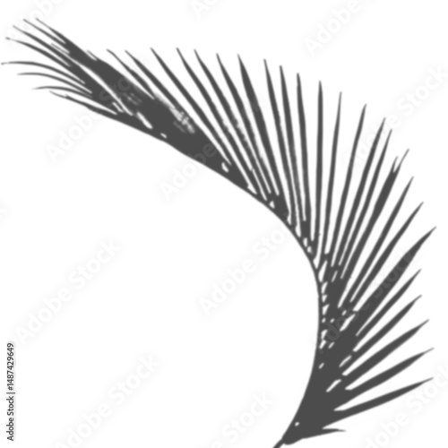Palm tree leaf shadow silhouette overlay, black and white abstract background