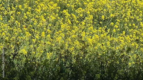 Yellow field flowers landscape