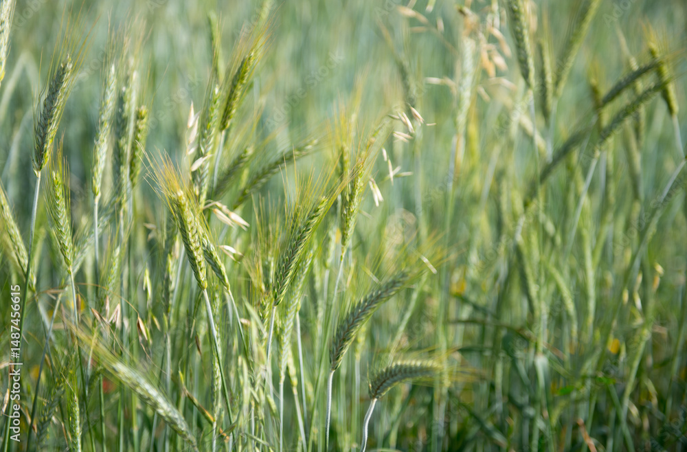 Obraz premium Green rye field growing in spring background