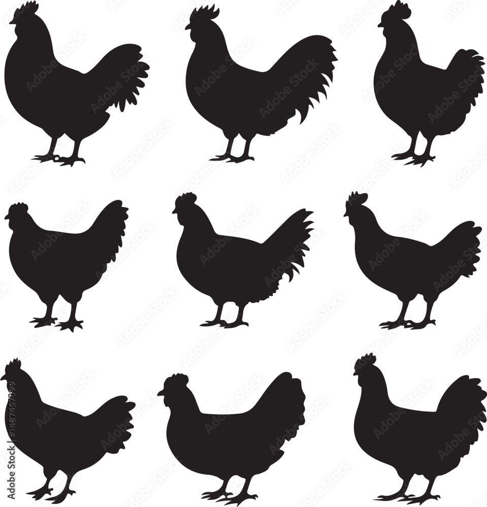 Fototapeta premium set of chicken