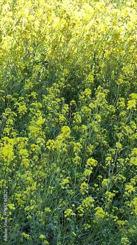 Yellow field flowers video