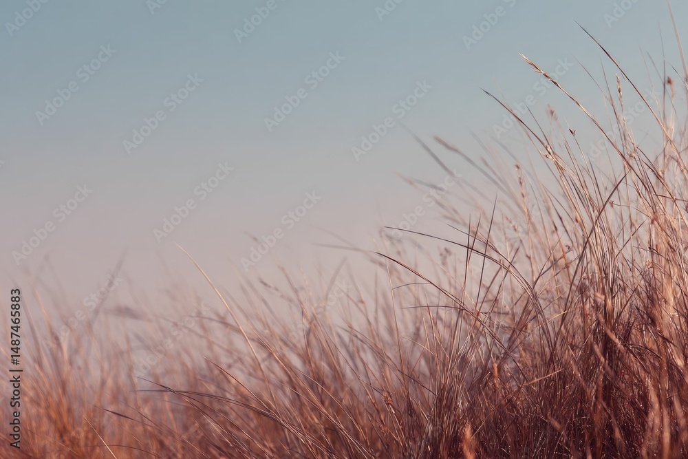 Obraz premium Serene Sunset Grassland: A Calm, Pastel-Toned Landscape