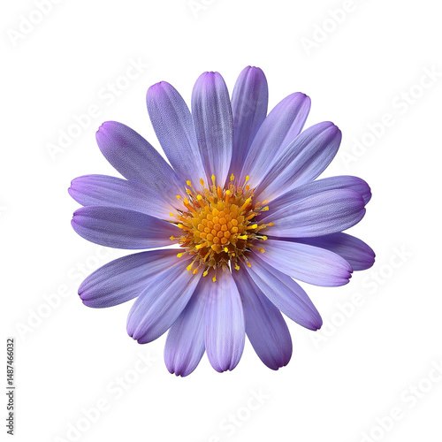 Vibrant Purple Daisy Flower on white background