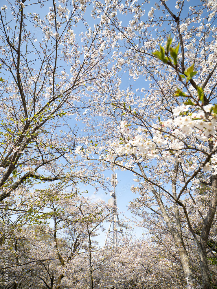 桜と鉄塔 桜と鉄塔