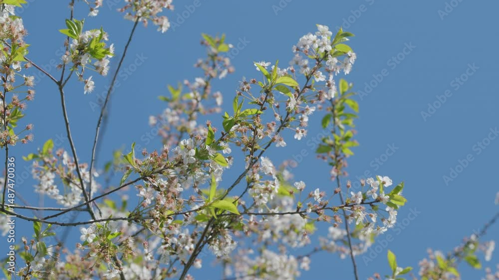 Delicate and Colorful Blossoms Standing Out Beautifully Against a Clear Blue Sky Today Delicate and Colorful Blossoms Standing Out Beautifully Against a Clear Blue Sky Today