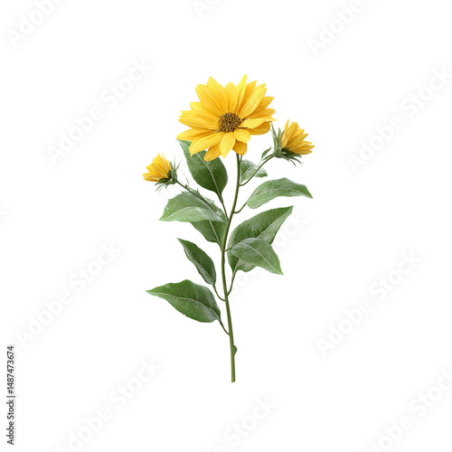 Vibrant Yellow Jerusalem Artichoke Flowers on a Stem with Green Leaves - Isolated on Black