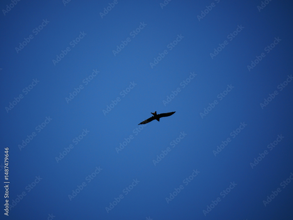 silhouette of a single milvus flying in deep blue sky silhouette of a single milvus flying in deep blue sky
