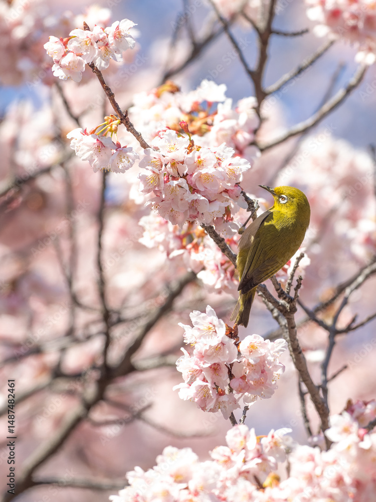 桜とメジロ 桜とメジロ