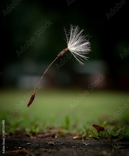 the picture highlights a single seed with feathery plumes, captured mid air as if floating or falling. below, there's a ground area with grass and perhaps a sidewalk surface