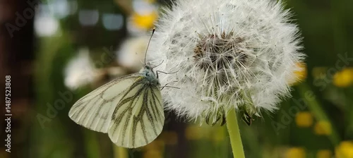 Panel kuchenny z motywem butterfly on a flower ..