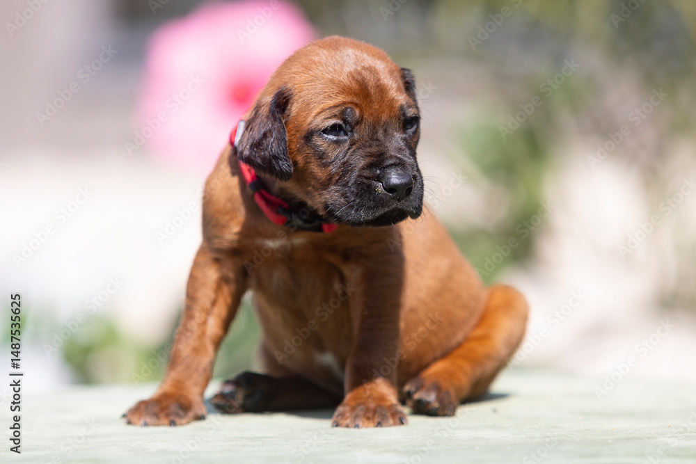 Obraz premium An Adorable Brown Puppy Sitting Outdoors in Beautiful Natural Light on a Lovely Day