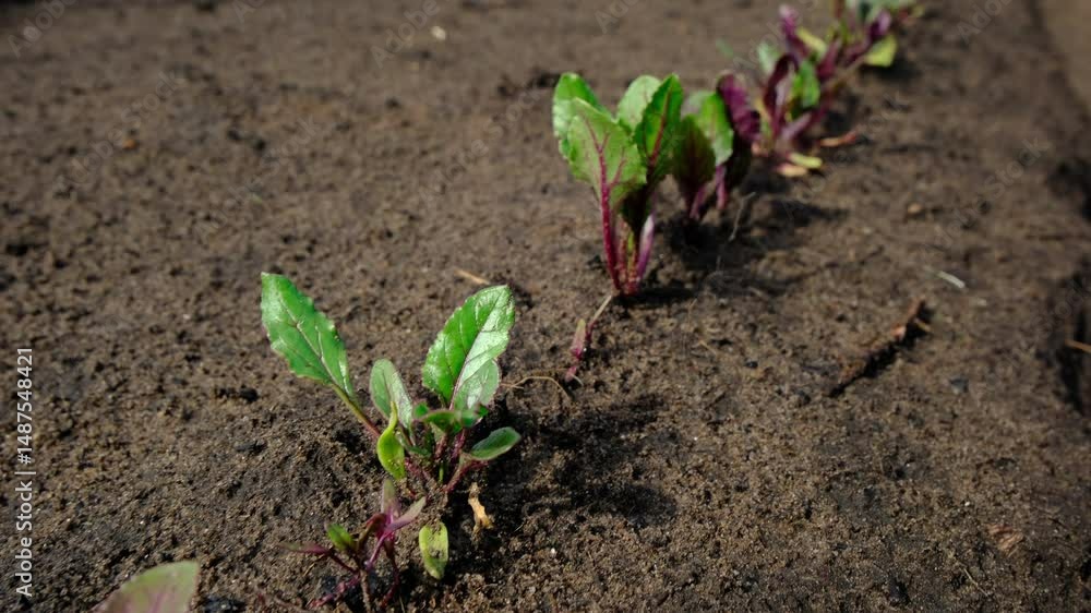 Close up of row of young red beets growing in sand rich soil while moving camera backward Close up of row of young red beets growing in sand rich soil while moving camera backward