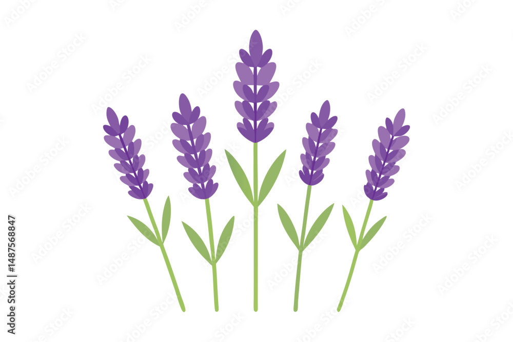 Fototapeta premium Purple lavender flowers isolated on white background