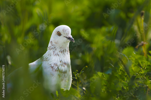 turtledove in the grass in the morning light