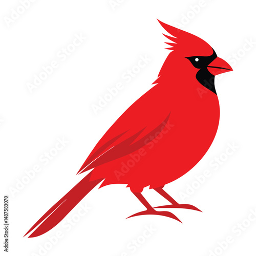 red cardinal on white background