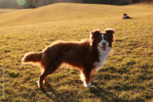 Brown and white dog is standing in a field with a bright sun shining on it