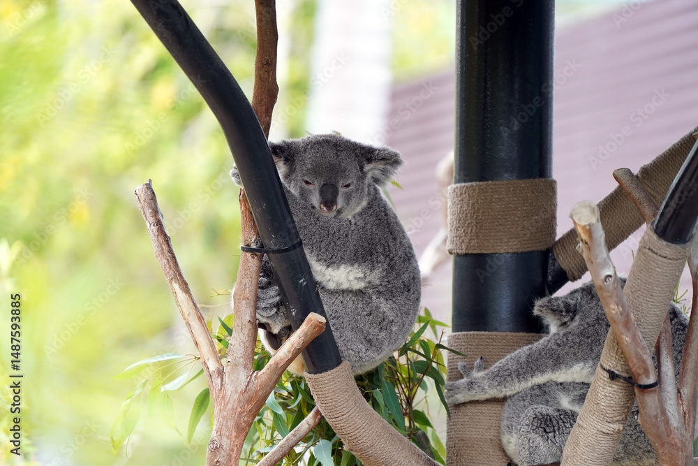 Obraz premium May 29 2023, Koala, San Diego Zoo in San Diego, California USA - コアラ サンディエゴズー サンディエゴ動物園