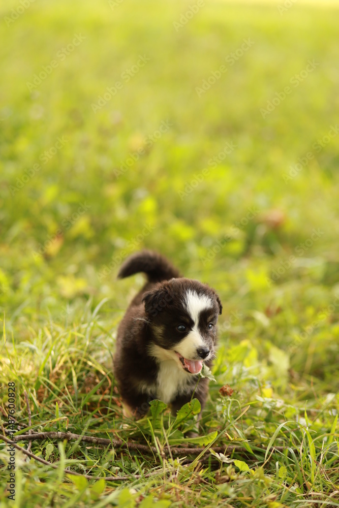 Obraz premium A small black and white dog is running through a field of grass