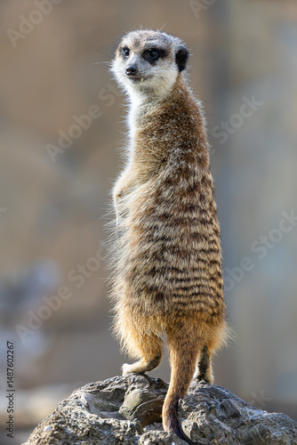 Fotomural close up of a meerkat standing on its hind legs and looking around