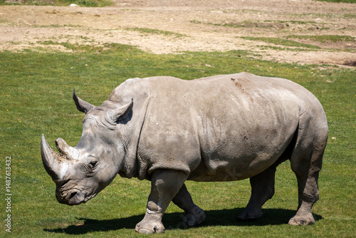 A photo of a rhino is walking in the grass